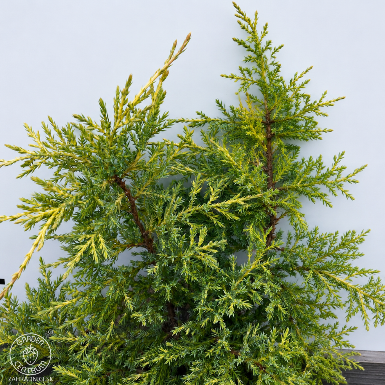 Obrázok Borievka prostredná (Juniperus pfitzeriana) ´KING OF SPRING´ - výška 20-30 cm, ⌀ 20-40 cm, kont. C3L